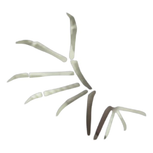Bone Wings in Adopt Me